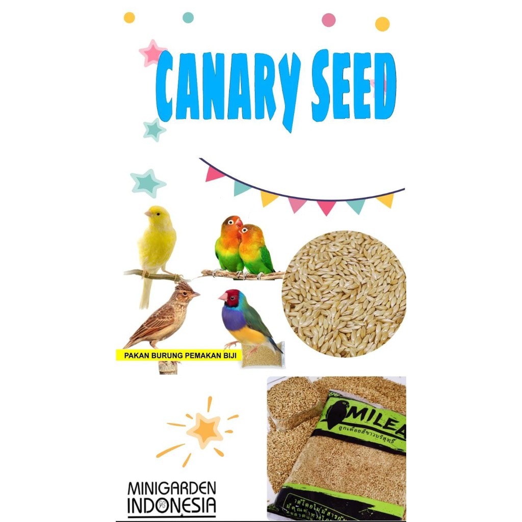 PAKAN BURUNG KENARI CANARY SEED PREMIUM IMPORT organic seed makanan burung tinggi protein serat