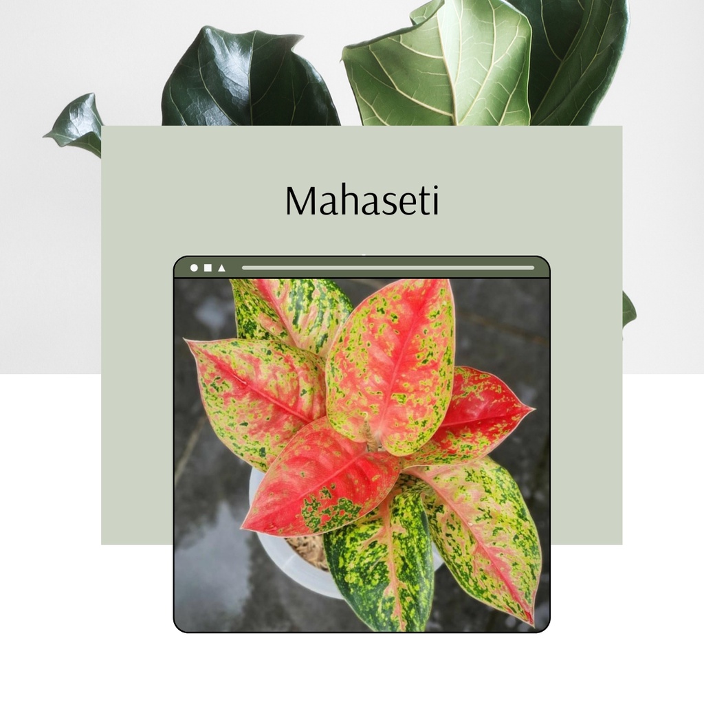 Tanaman Hias Aglonema Mahaseti Anakan Remaja Aglonema Mahaseti Mahasety