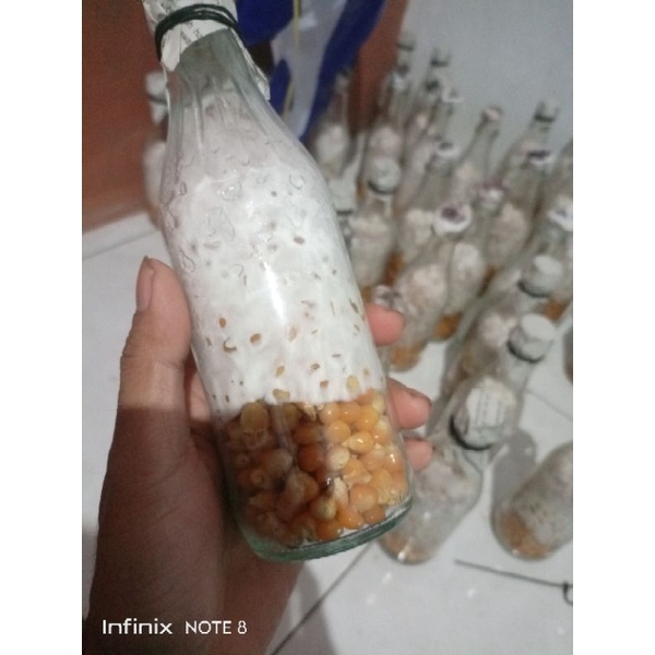 Bibit jamur tiram F1