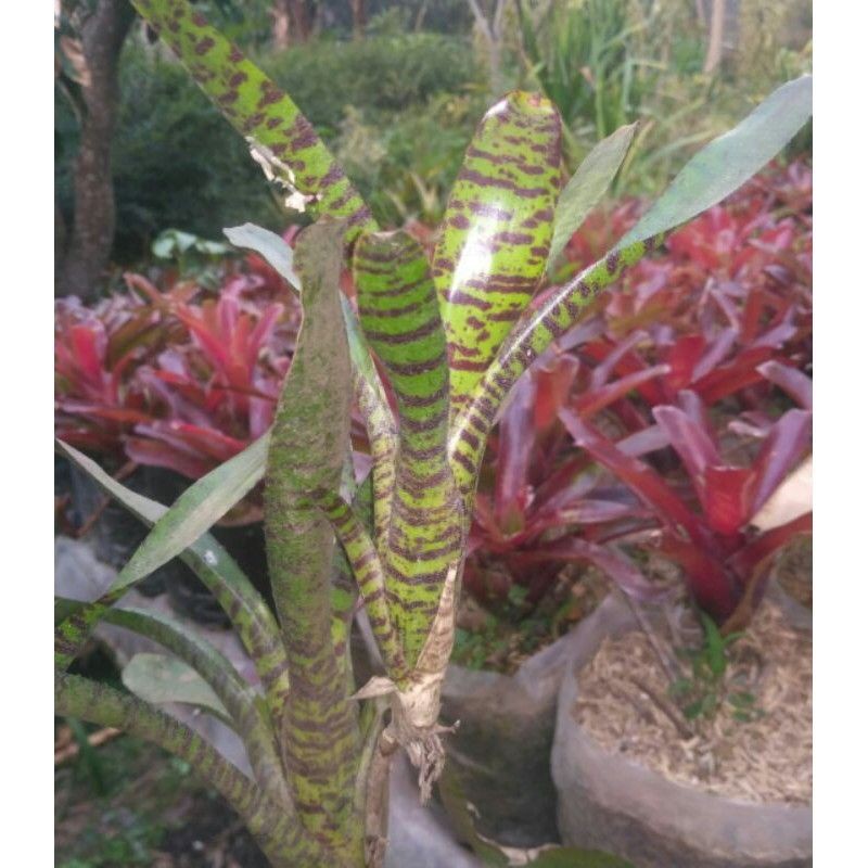 tanaman hias bromelia tokek hijau