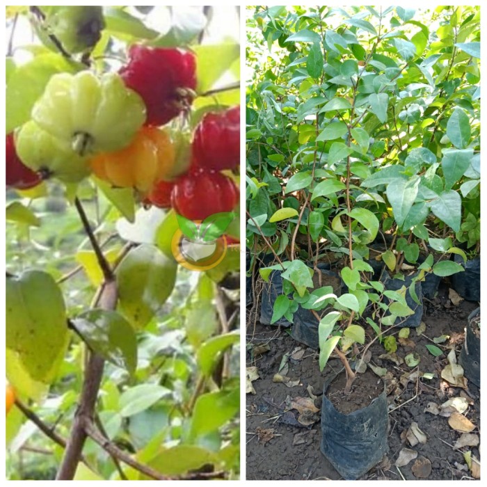 BIBIT BUAH DEWANDARU - CERMAI BELANDA SUPER