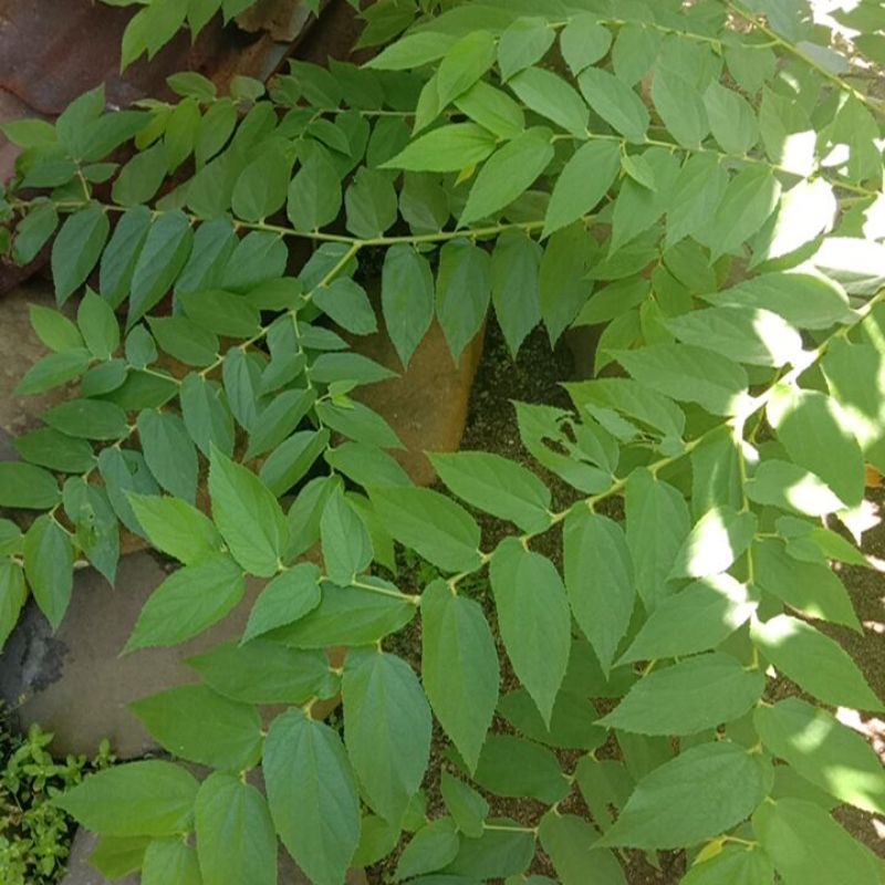 

DAUN KERSEN/SERI/CERI/KERIS