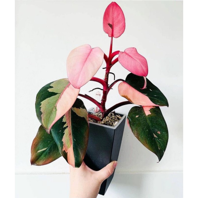 Tanaman Hias Philodendron Pink Princess Bibit Bonggol Philodendron Pink Princess