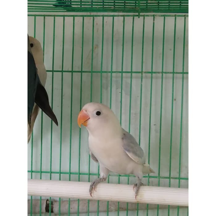 Burung Lovebird Lb Gs Blorok Biru Daput Langka Jinak Lolohan