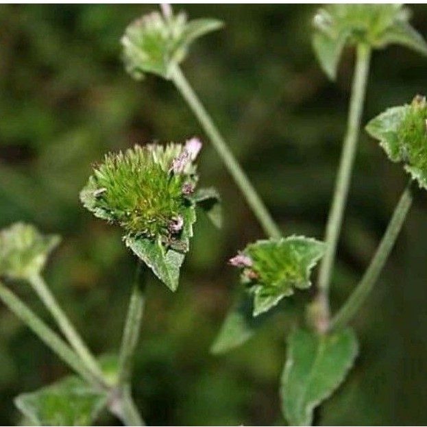 

DAUN HERBAL DAUN TAPAK LIMA KIRIM DENGAN AKAR SEGAR NYA/250 gr