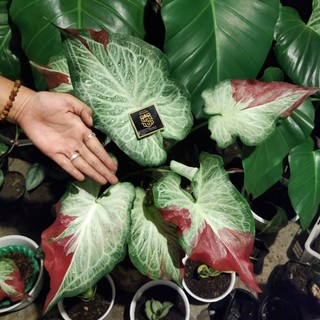 Caladium Shycool Keladi Cat Tumpah Shopee Indonesia