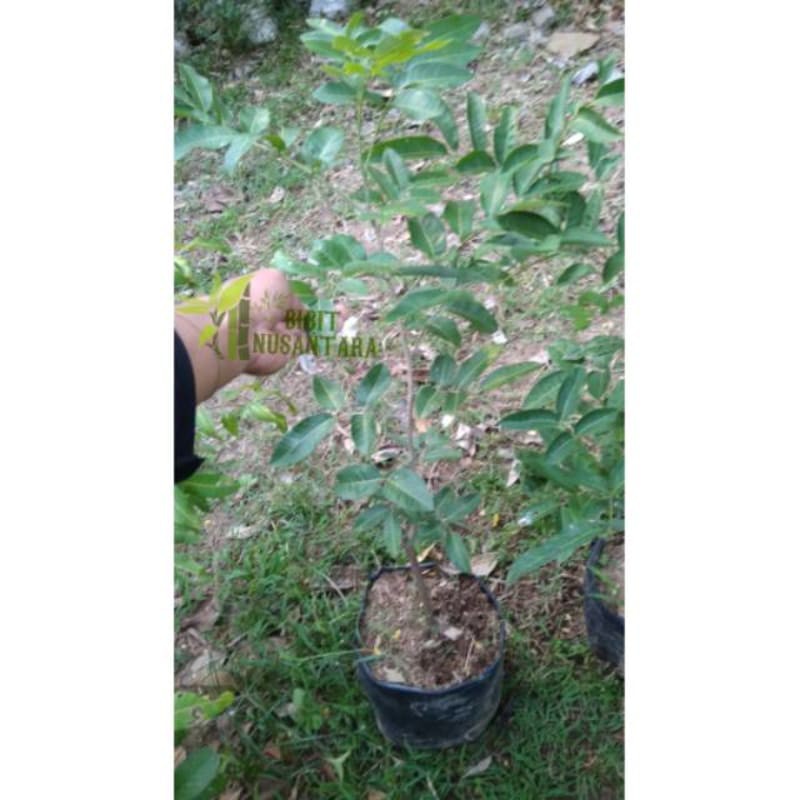 Bibit tanaman kelengkeng matalada 80cm-1meter