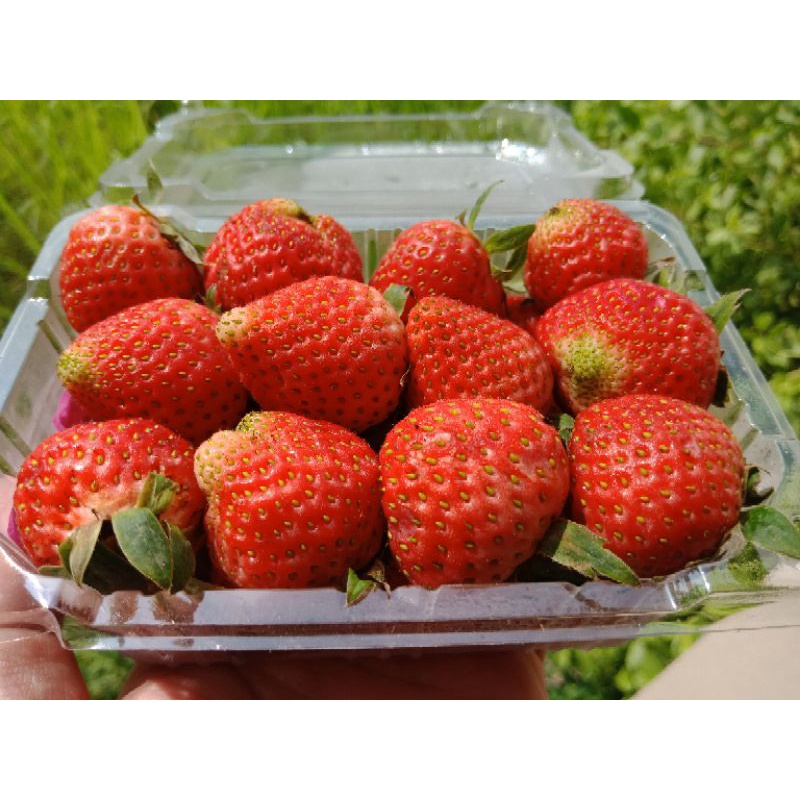 

Strawberry / Stroberi Kelly Bright Jumbo