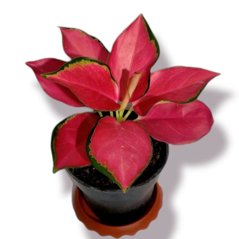 aglaonema red majesty ( tanaman hias aglaonema red majesty ) bisa COD✅