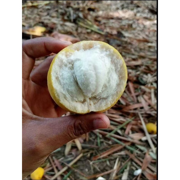 

BUAH KECAPI/ BUAH SENTUL MANIS SEGAR 1 kg