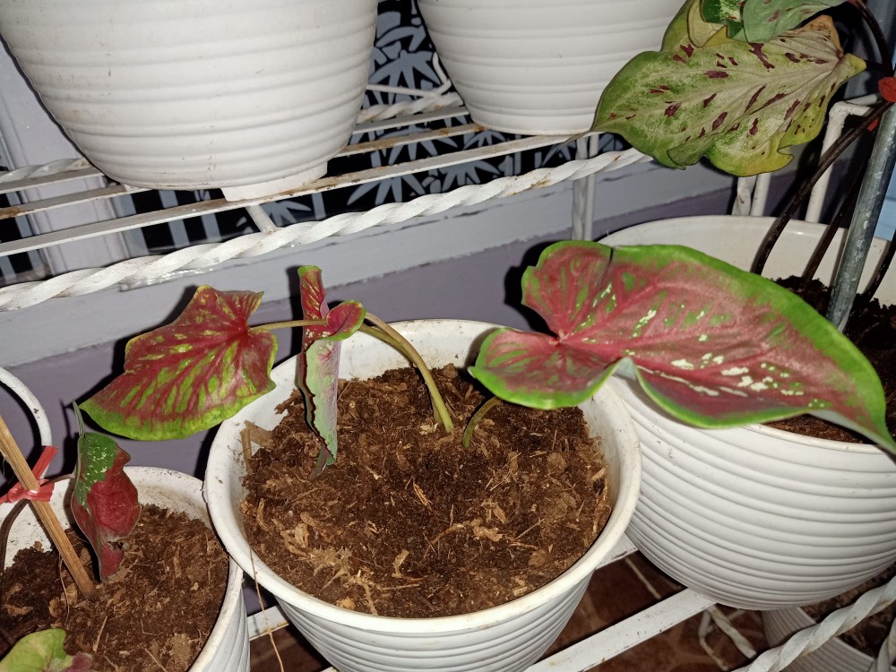 Caladium Whorton,bibit Caladium ,keladi Hias