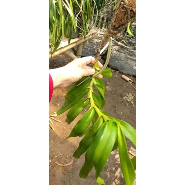 jumbo anggrek kuku macan