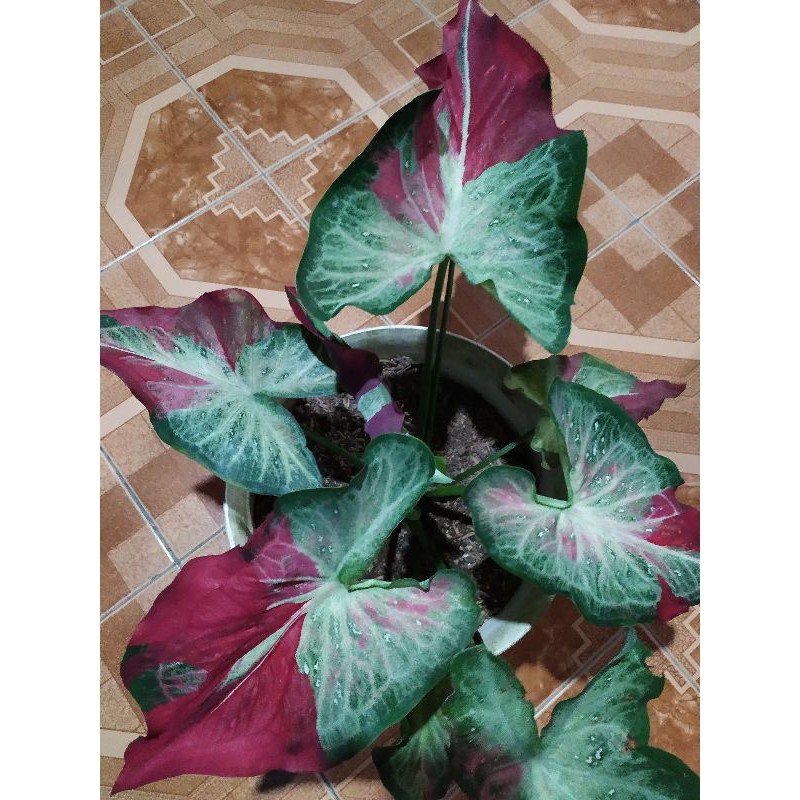 caladium sycool keladi hias thailand keladi sycool caladium cat tumpah keladi cat tumpah