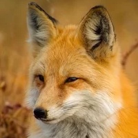 Ea Mt4 Fox Trader Pro 2.50