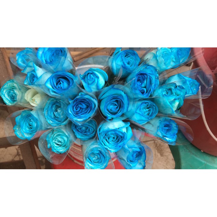 Menakjubkan 14 Gambar Setangkai Bunga Mawar Biru Gambar Menakjubkan 14 Gambar Setangkai Bunga Mawar Biru Gambar