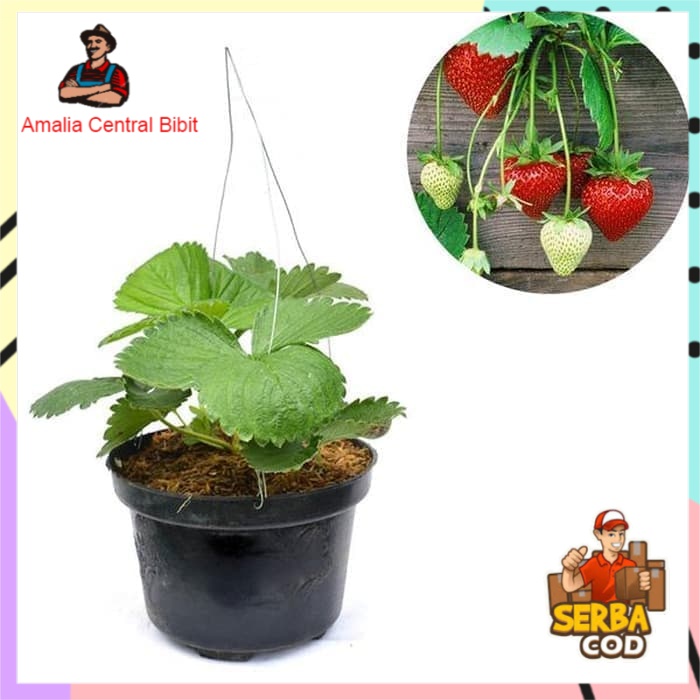 Bibit Buah Strawberry Mencir