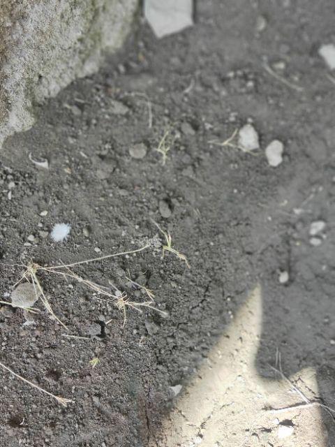 Handle Pintu Rumah Kotak 4x2cm 45 Cm Kayu Mahoni Maron Kmb Ss Tarikan Pintu Gagang Pintu Kunci Pintu