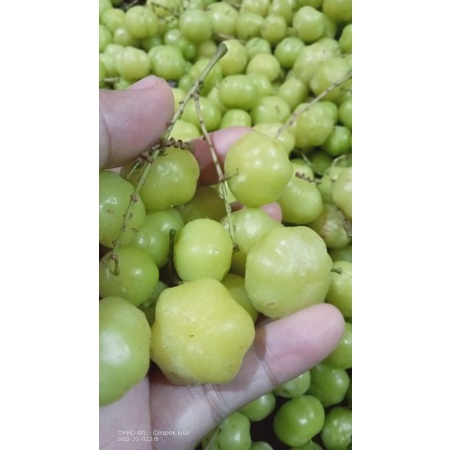 

BUAH CEREMAI | CERME SEGAR | CERMAI 500GR