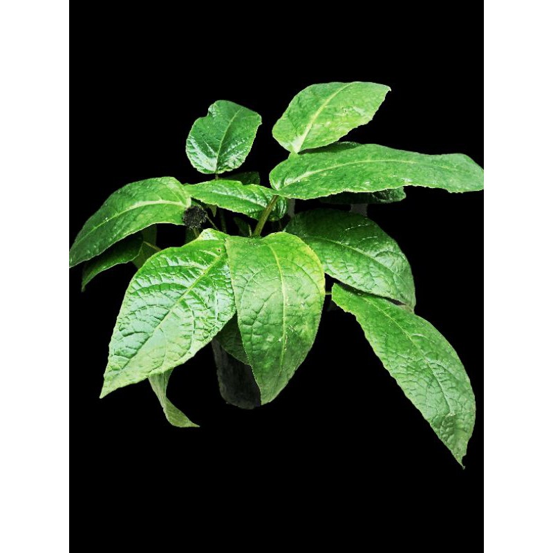 Dorstenia elata, atau Congo Fig atau anthurium konde