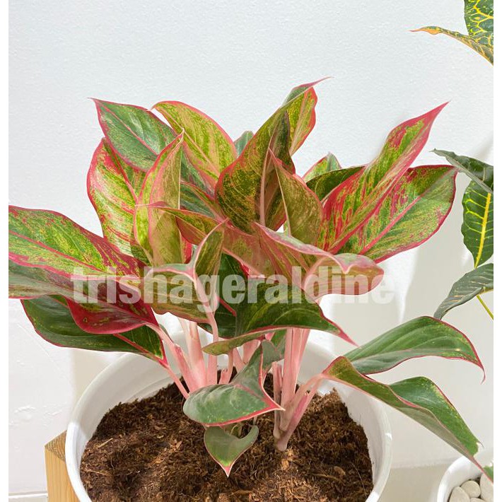 Aglonema Army Sumatra Tips dan Trik Pertanian Aglonema Army Sumatra Tips dan Trik Pertanian