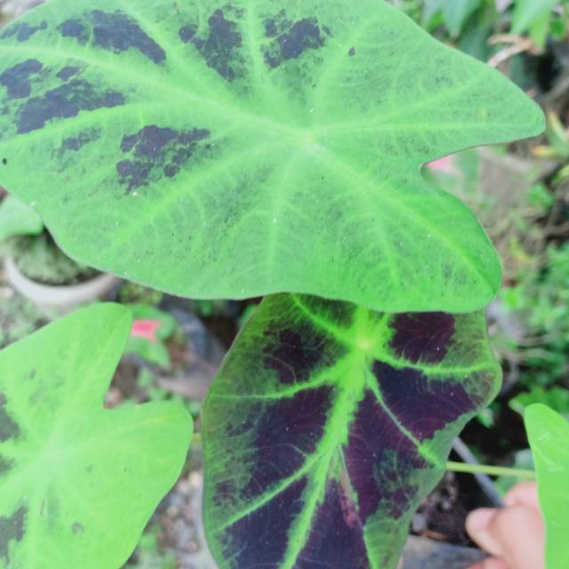 Keladi hitam talas hias