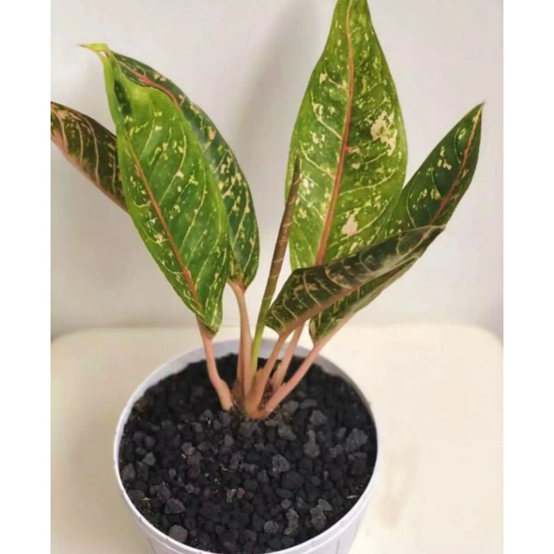 Aglonema Donakarmen - Aglonema - Bunga - Tanaman pot - Tanaman Hias Aglonema