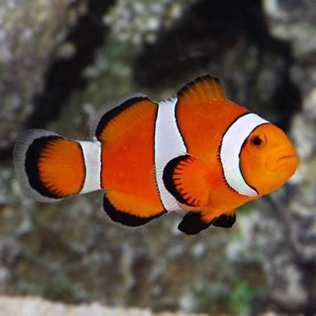  Ikan  hias  laut clownfish nemo  size m Shopee Indonesia