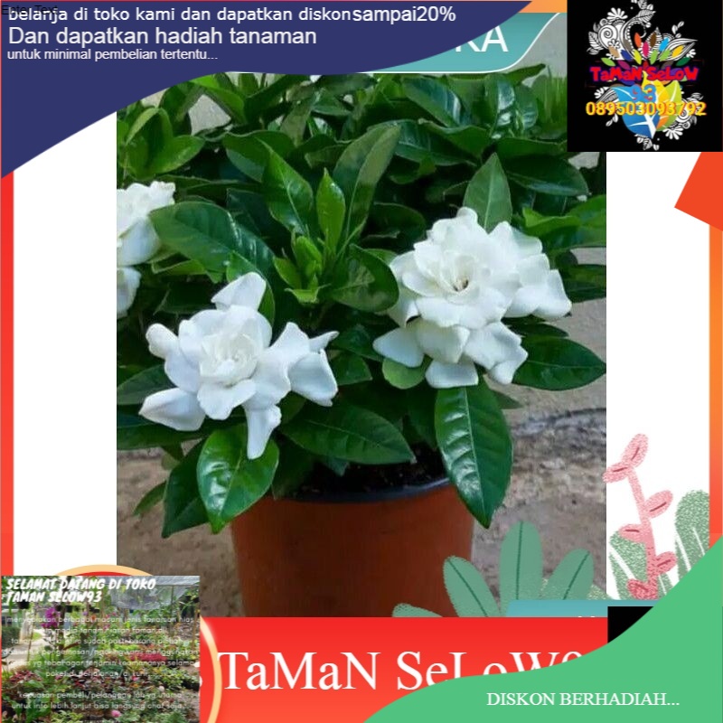 pohon kaca piring bunga putih