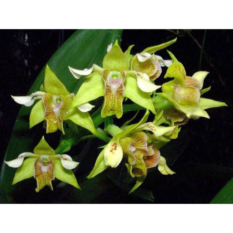 Anggrek Dendrobium Macrophyllum