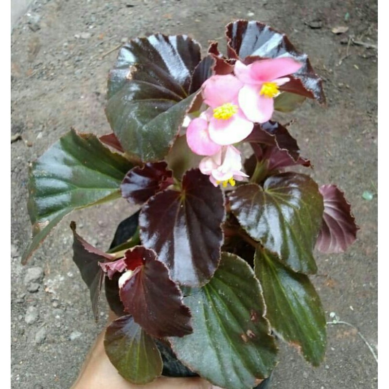 tanaman hias begonia jerman