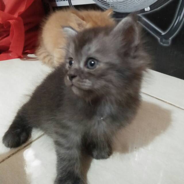 ANAK KUCING ANGGORA MIX PERSIAN Harga PAS  Shopee Indonesia