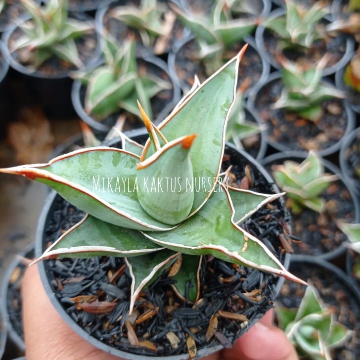 sanseviera pinguicula