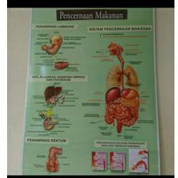 Jual Poster Alat Peraga Pencernaan Makanan | Shopee Indonesia