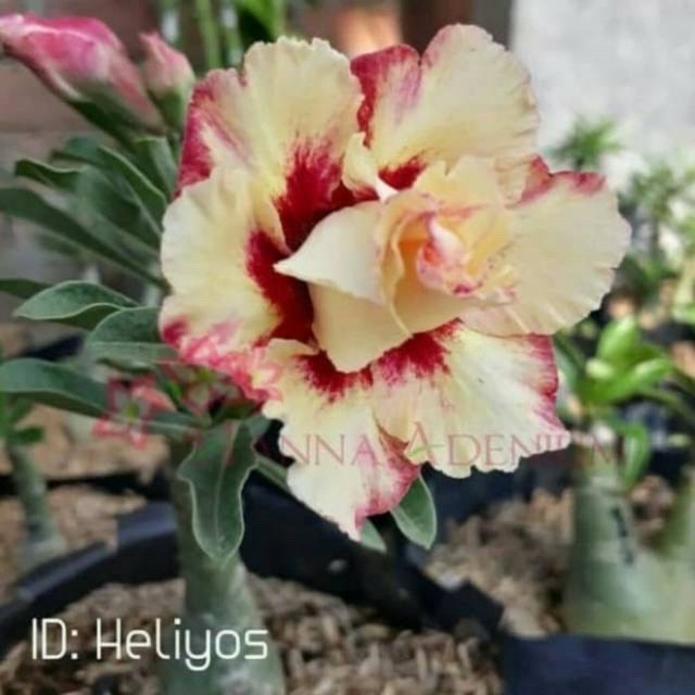 

Bibit Bunga Kamboja Adenium Heliyos