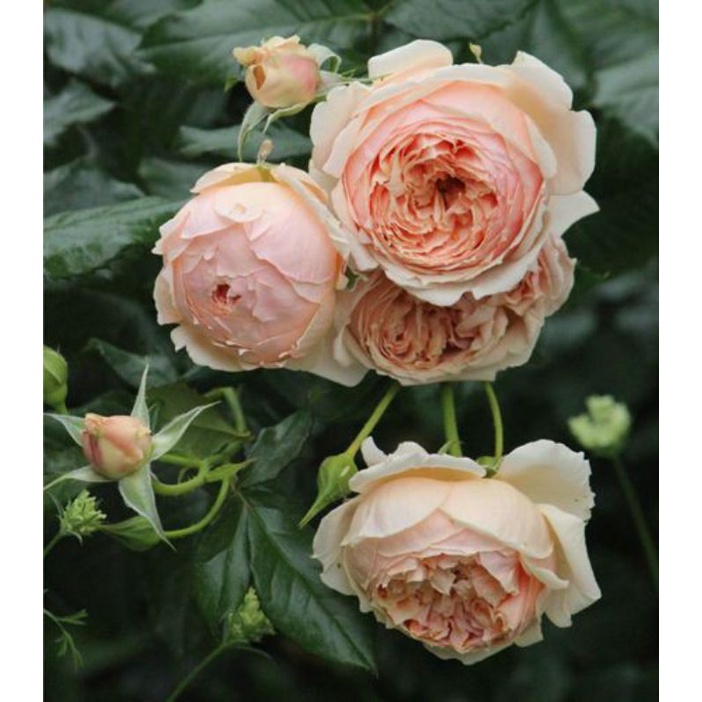 Mawar Import MASORA - mawar import - tanaman hias