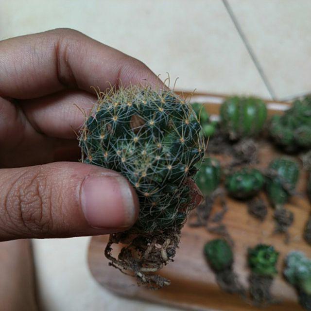 Kaktus Dan Sekulen ( Minimal 30 Packs )