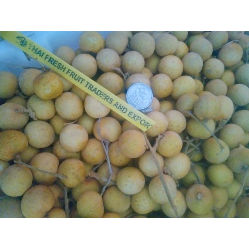 

KELENGKENG THAILAND(500gr) KELENGKENG BANGKOK murce