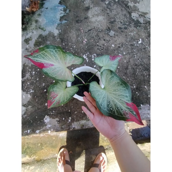 Shycool / Cat tumpah