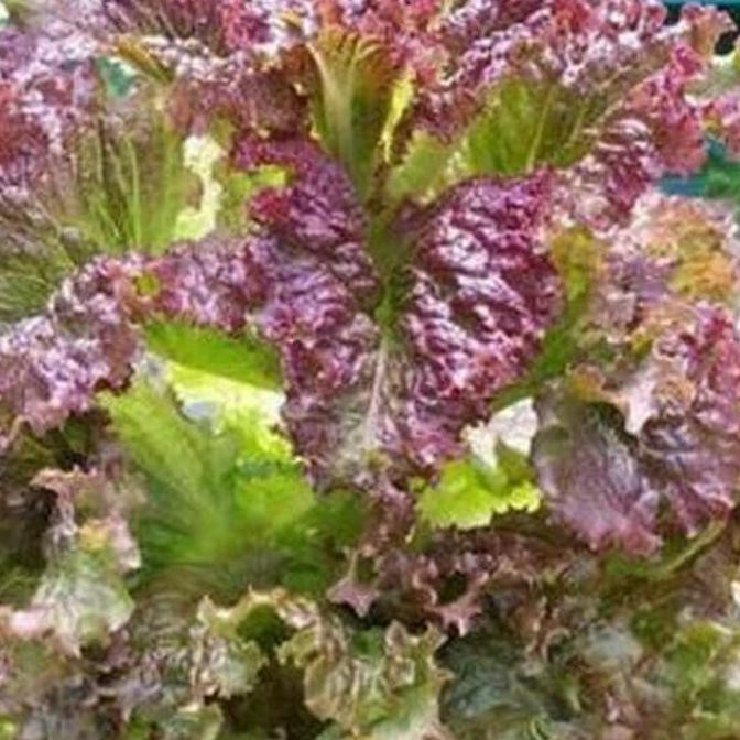 Kualitas Terbaik] 150 Benih Selada Merah Salad F1 Ava Red Bibit Tanaman Sayur Hidroponik