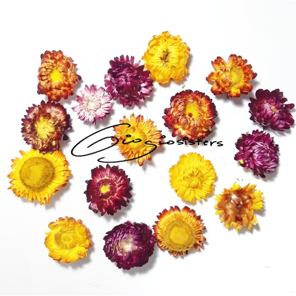 Bunga Helichrysum Tanpa Tangkai | Helichrysum Head | Bunga Kering Daisy | Dried Flower | Mix Flower 
