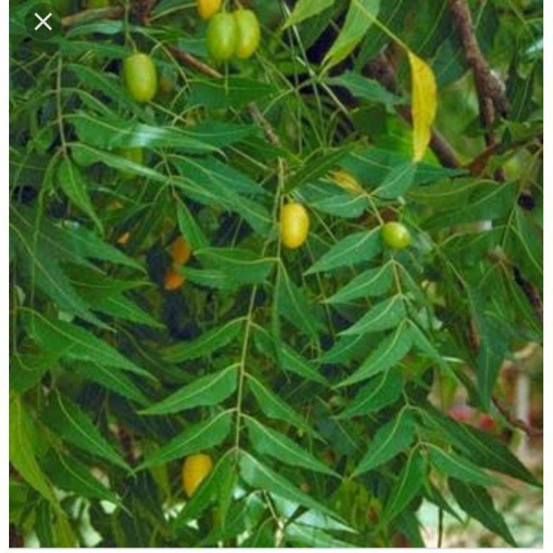 

DAUN MIMBA /DAUN MIMBO Segar