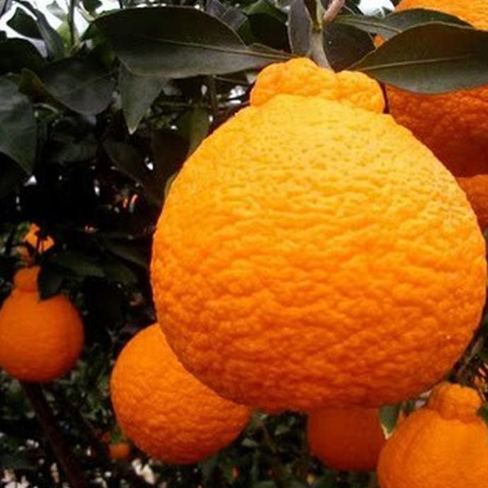 f1x Bibit tanaman buah jeruk dekopon jepang super jumbo
