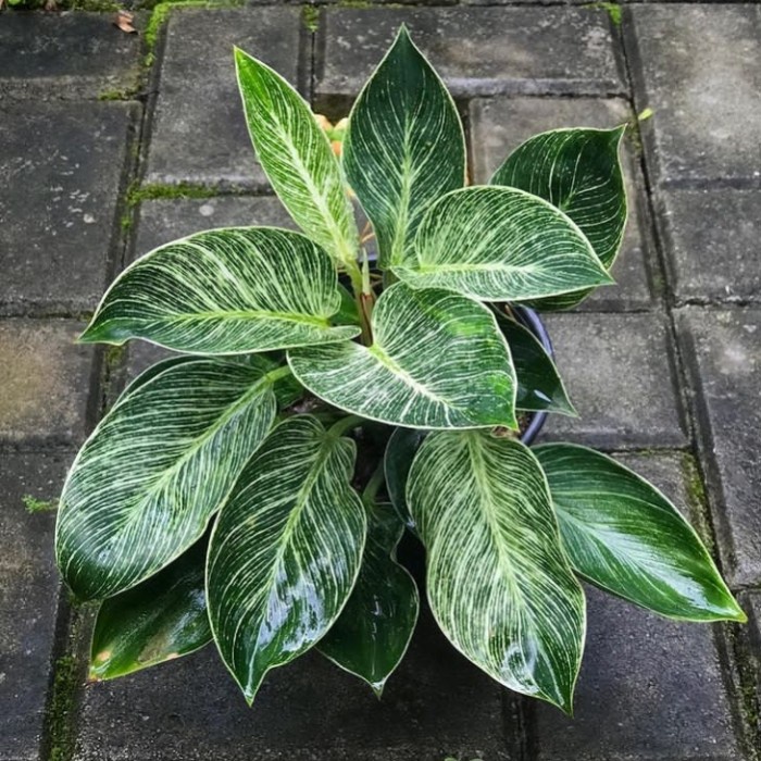 Tanaman Hias philodendron birkin bibit bonggol