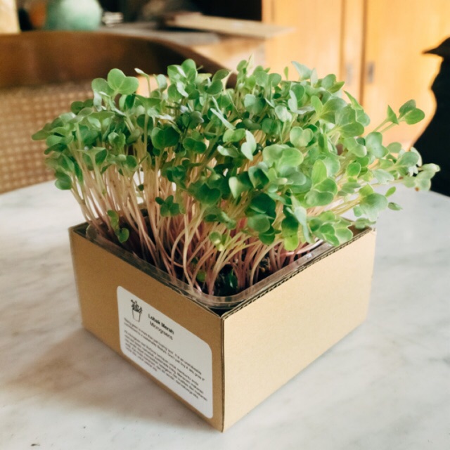Microgreen Kit Sayuran Lobak Merah
