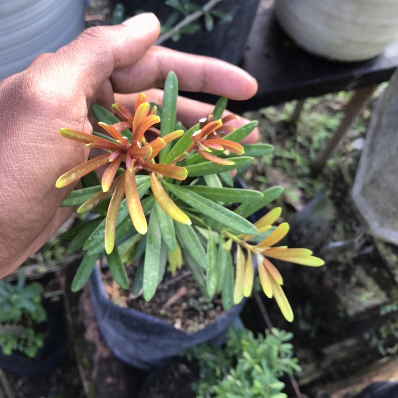 lohansung pucuk merah impor foto asli tinggi 40cm up