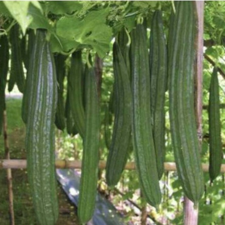Biji Benih Sayur Gambas Oyong Prima F1