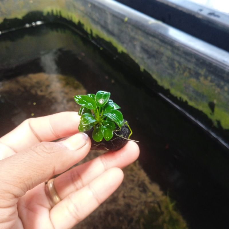anubias petit media wabikusa tanaman aquascape