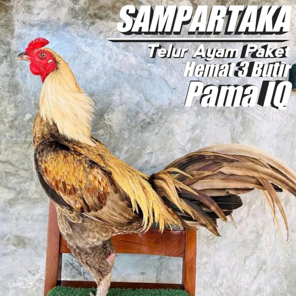 paket 3 butir ayam pakhoy mangon pama jalak limex super fertil