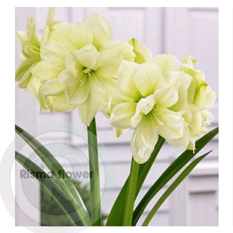 Tanaman hias Bakung amarilis bunga hijau muda ( Pohon hias / bunga cantik hidup )