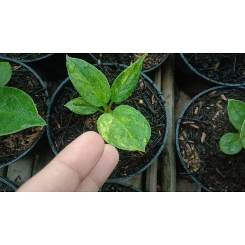 Jemani var cobra varigata